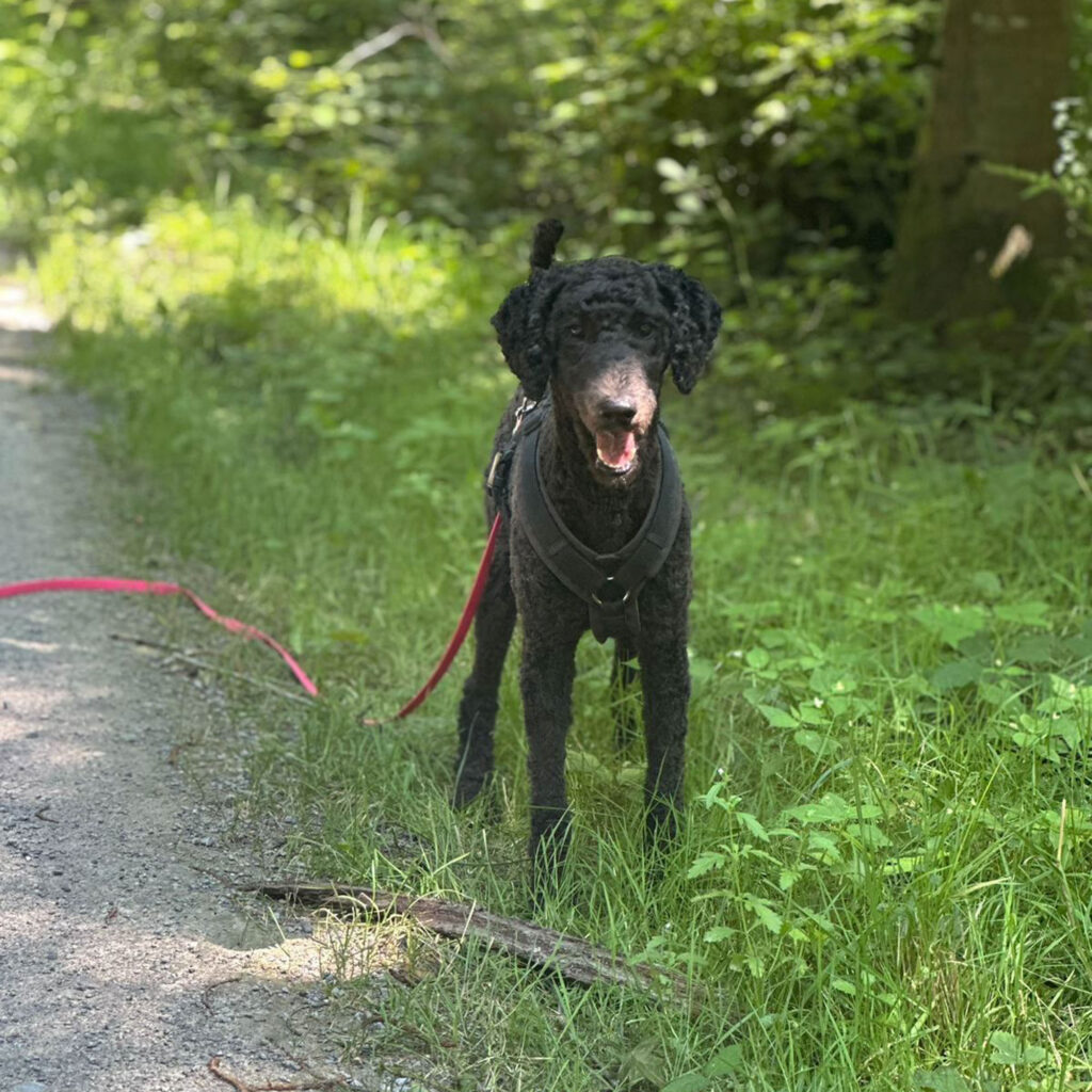 Hundefoto Bewertung