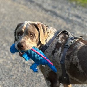 Hundefoto Bewertung